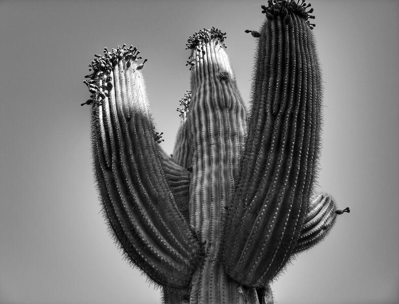 Cactus (Scottsdale, AZ)