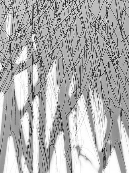 In the Garden (Shadow Tracings) Long Grass, No. 3