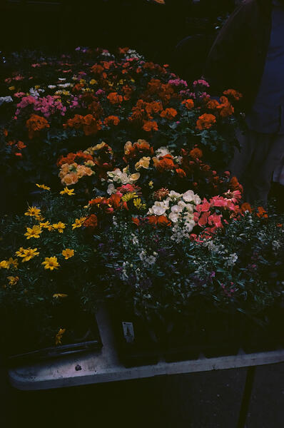 Flowers at the Farmers Market