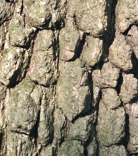 Tree skin.