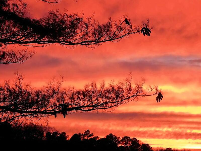 Sunset and Pine