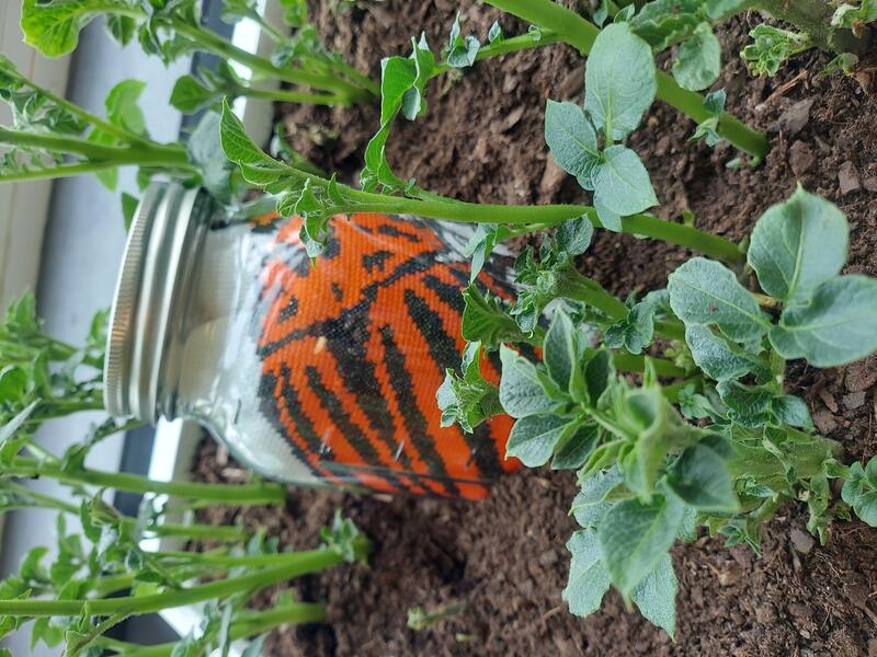 Close up of potato plants juxtaposed with glass jar