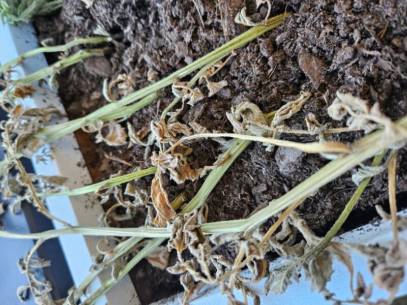 Close up of wilting potato plants