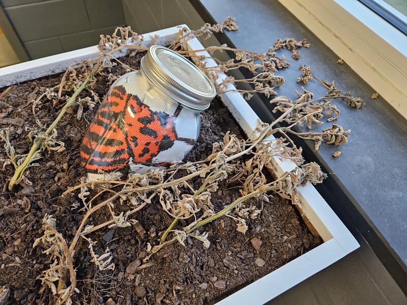 Final decomposed state of the potato plants