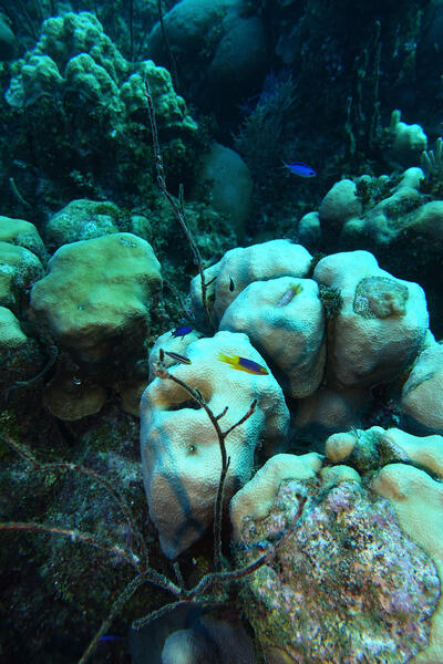 Coral Forms Portrait