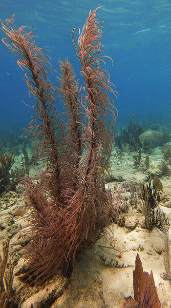 Sea Plume Coral