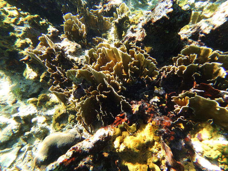 La Batea Fire Coral