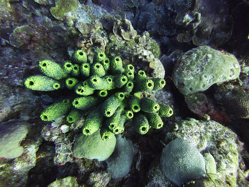 Tube Sponges