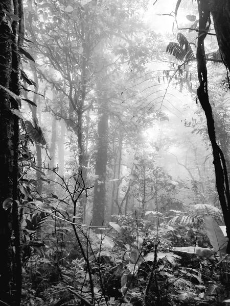 Lost in the cloud forest