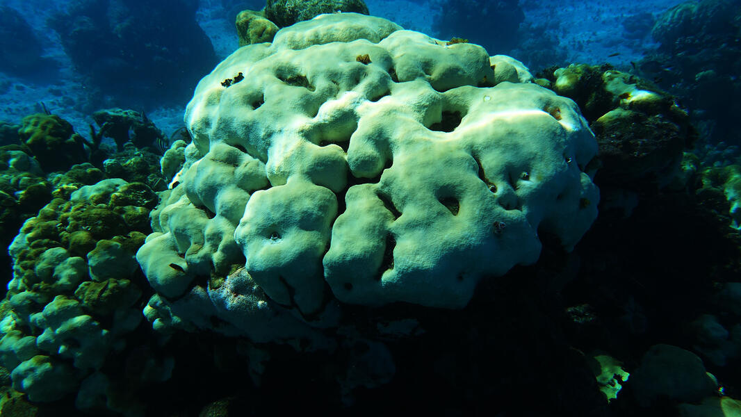 Boulder Coral