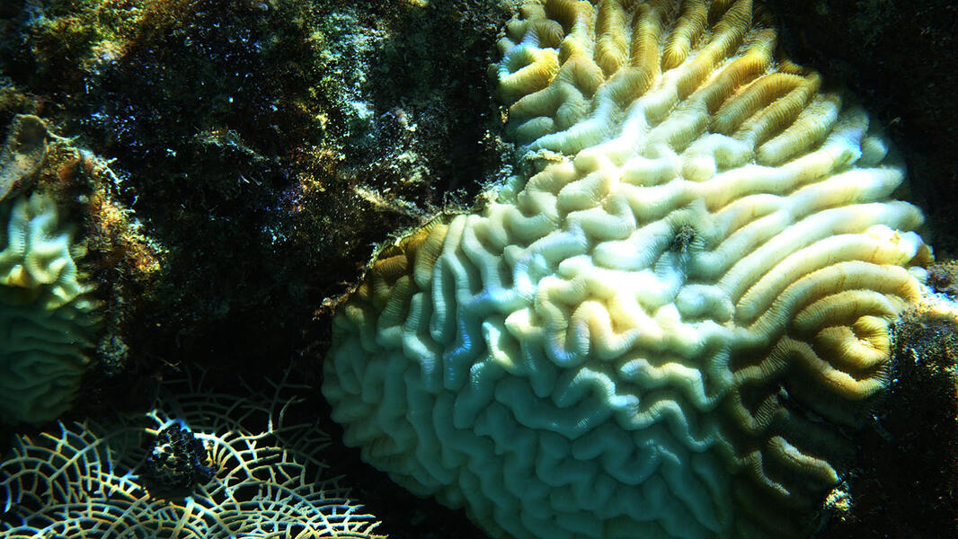 Brain Coral