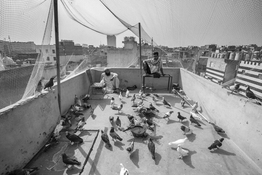 The Birdman of Old Delhi