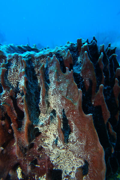 Barrel Sponge Detail