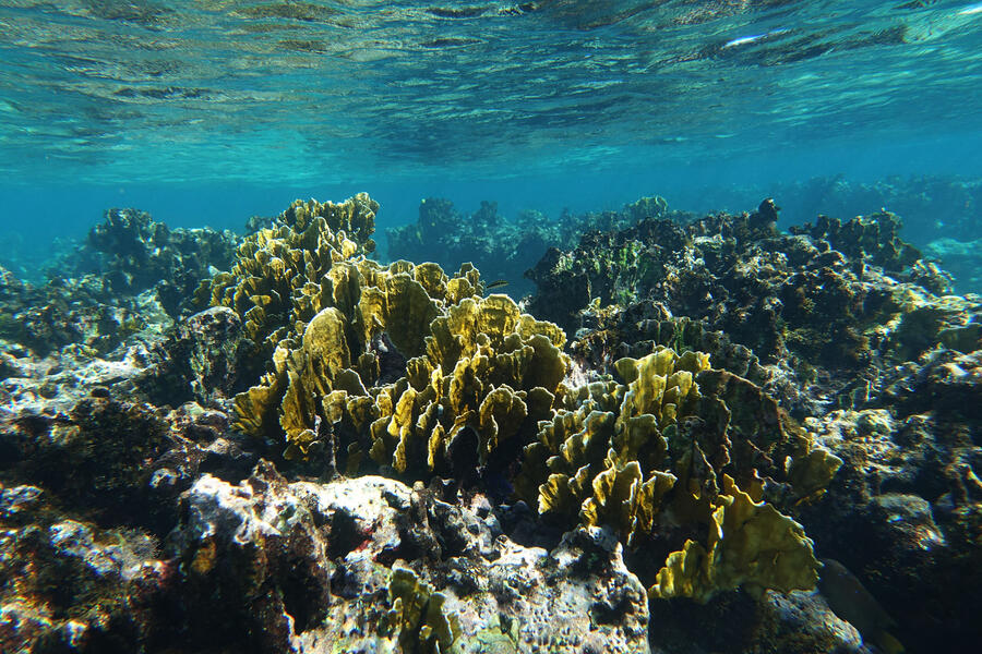 Playa Coral Fire Coral