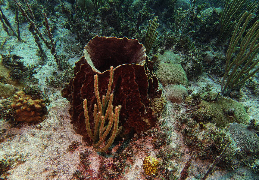 Barrel Sponge 1