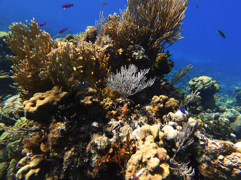 Corals