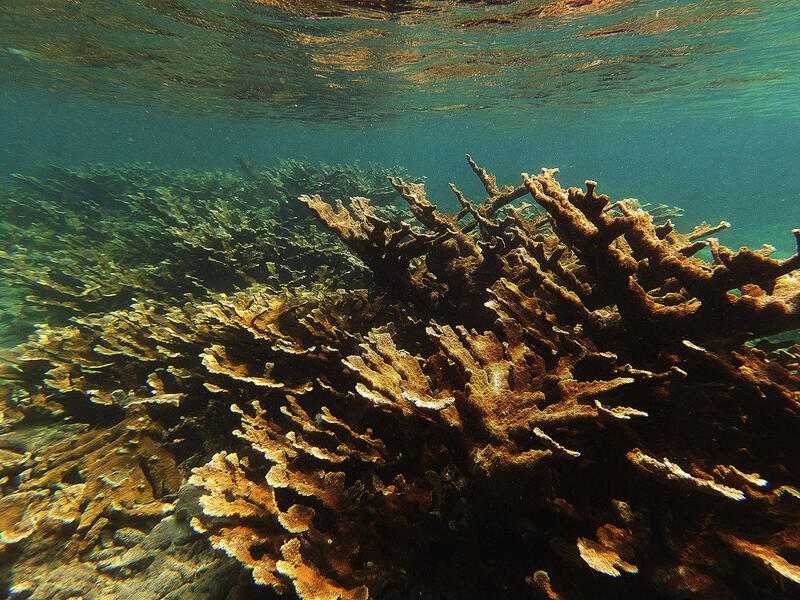 Elkhorn Coral