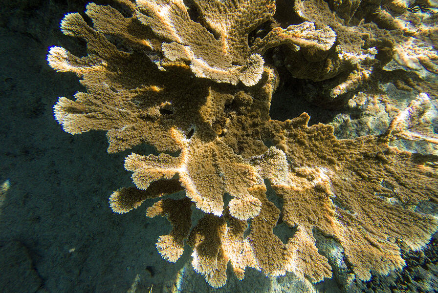 Elkhorn Coral