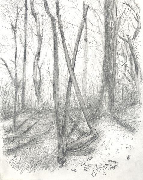 Drawing for forest scene