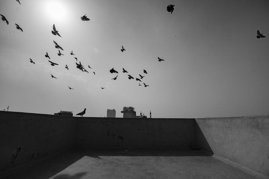 The Birdman of Old Delhi