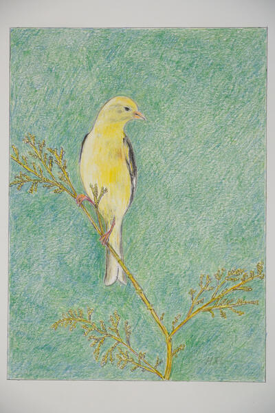 American Goldfinch