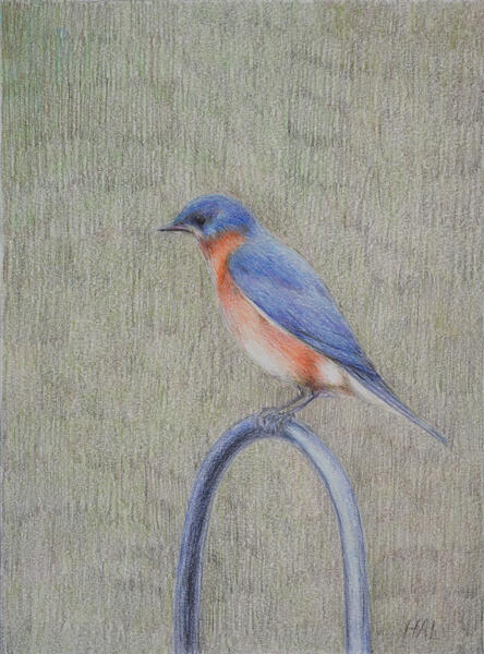 Eastern Bluebird