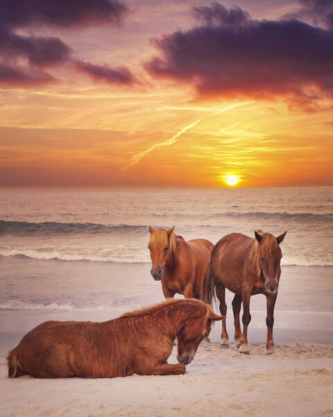 Morning Stroll of Horses on Assateague