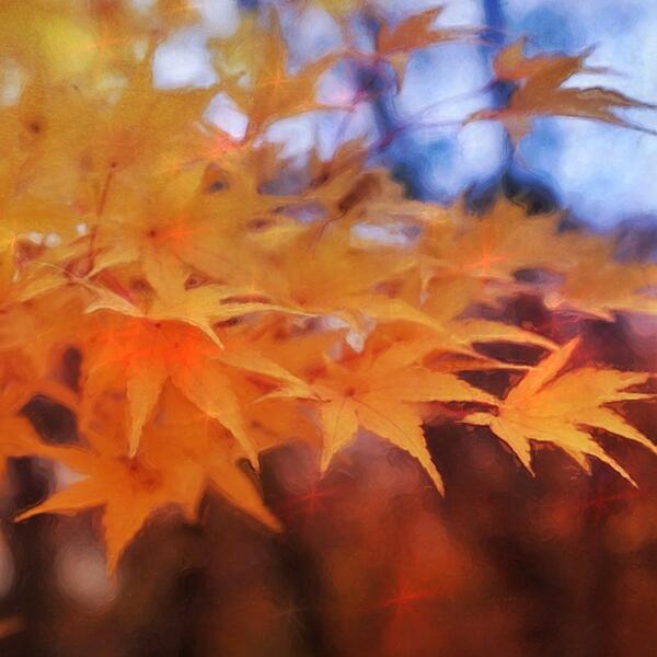 Autumn Leaves #1