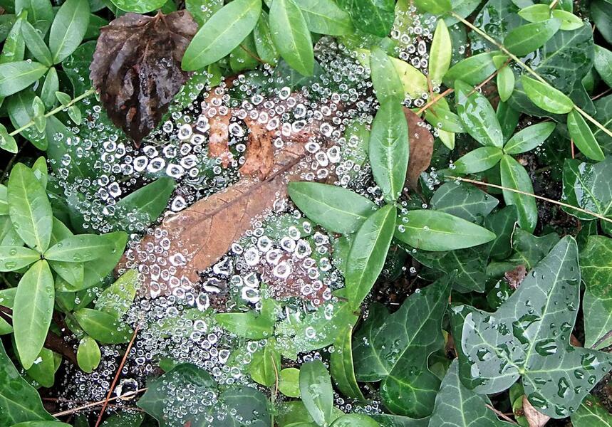 Mother Nature's Bounty