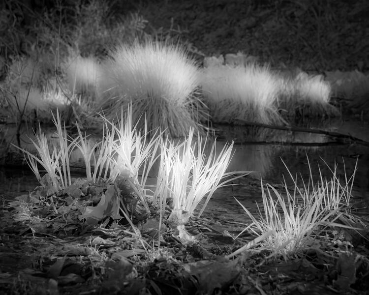 Grasses in the Bog