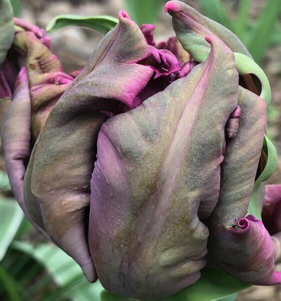 Tulip unfolding.