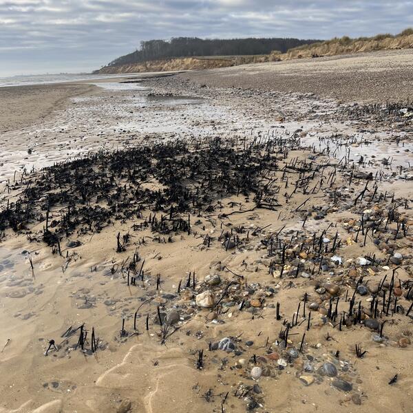 Covehithe Ersion Project