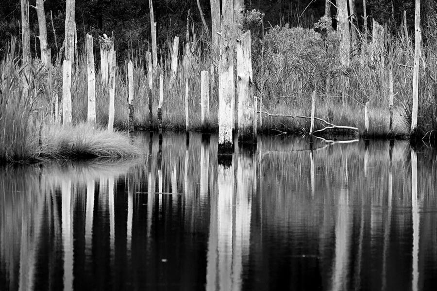 Ghost Forest Series