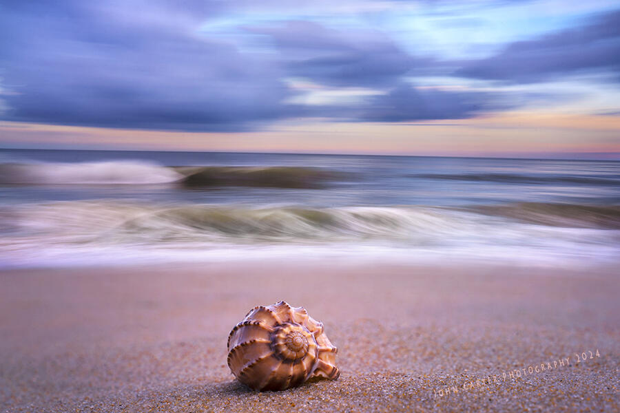 The Lone Seashell