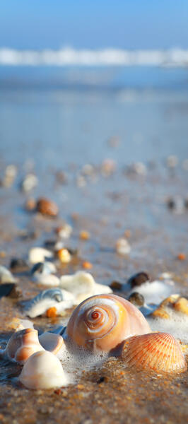 Seashell on the Beach