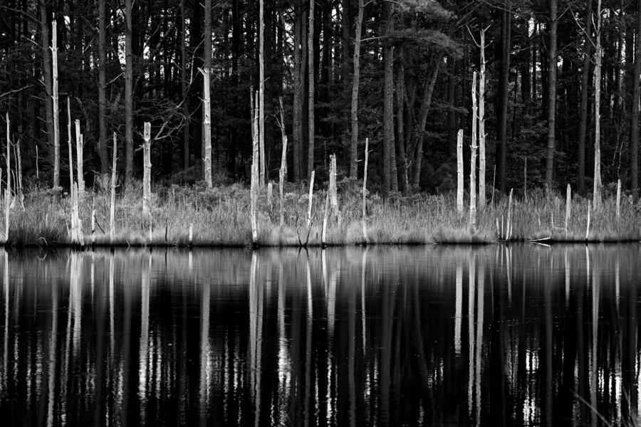 Ghost Forest no.5, digital photography 44 x 72 giclée print 