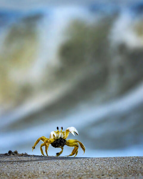 Sand Crab on the March