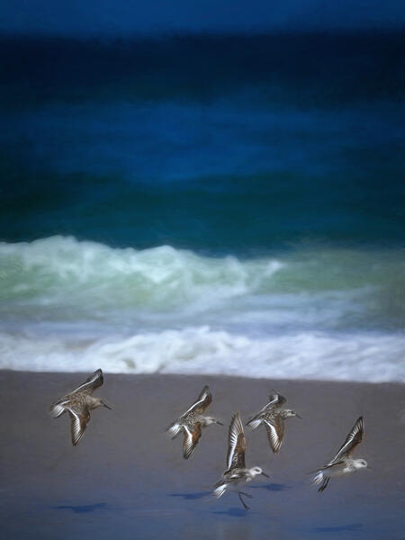 Sand Pipers on the Beach