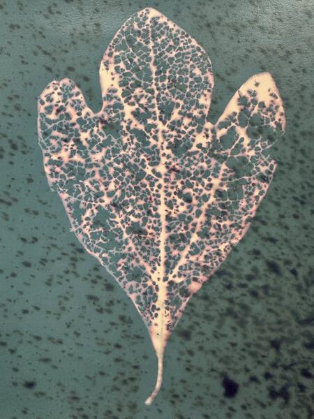 Skeleton Leaf