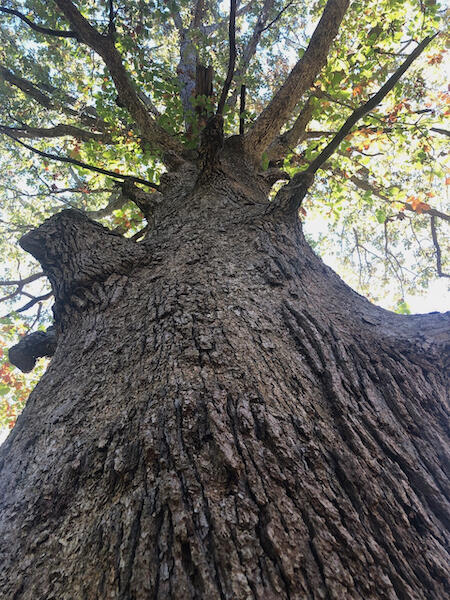 Swamp oak, Columbia, Maryland.