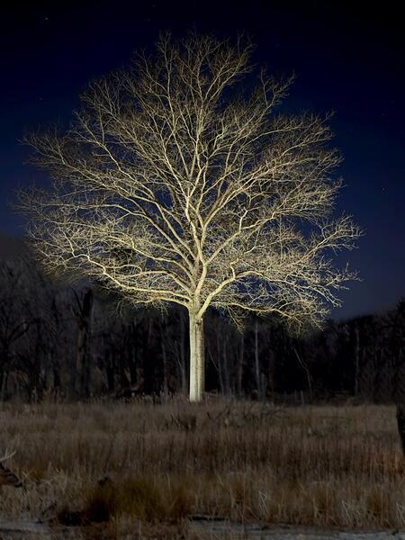 A three hundred foot tree.