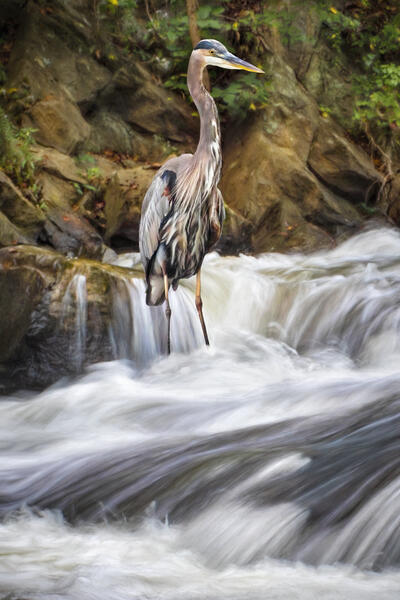 Heron on the Hunt