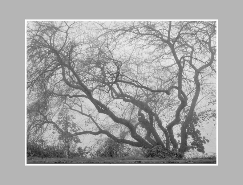 Twisted Fogbound Tree