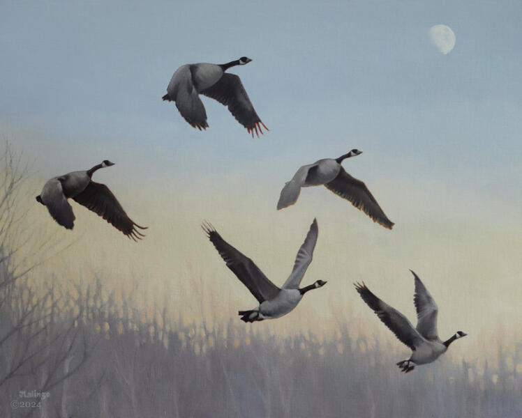 Wild Geese Rising