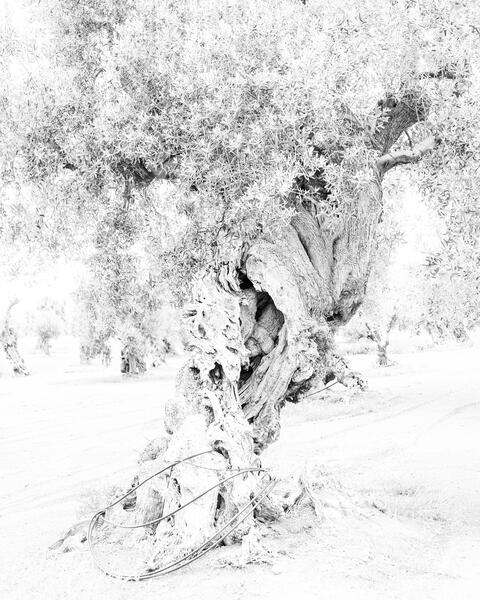 Olea Europaea Portrait Series (Olive Tree)  Image II    2024