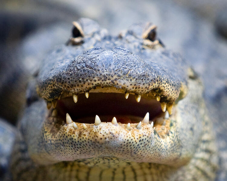 Alligator Teeth