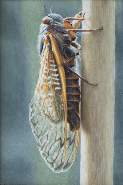 Cicada