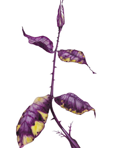 jacksonColor.png