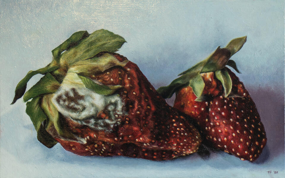 Moldy Strawberries