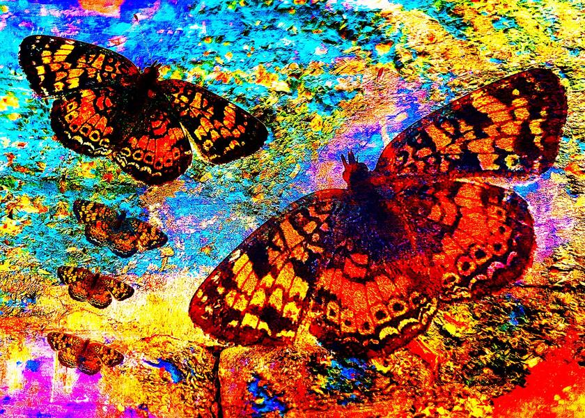 Color of Monarch